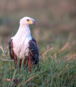 An eagle on a grass field