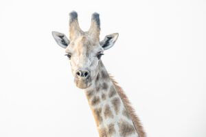 A portrait of a giraffe