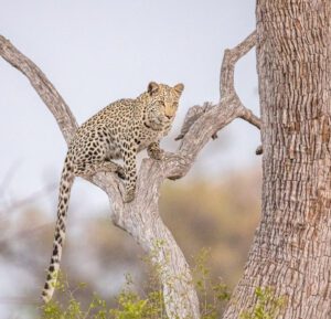 A leopard on a tree
