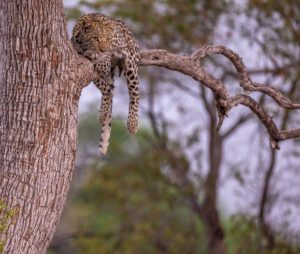 A leopard on a tree branch