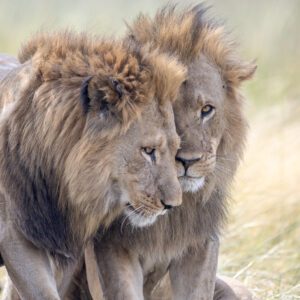 An image of lions