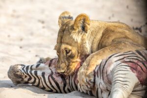 A lioness biting the neck of a zebra