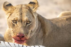 A lioness with a bloody mouth