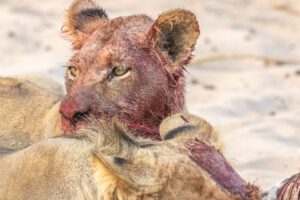 A lioness covered in blood