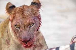 A lioness with a head covered in blood