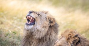A yawning lion