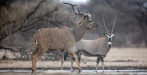 A kudu and gemsbok