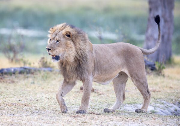 A walking lion