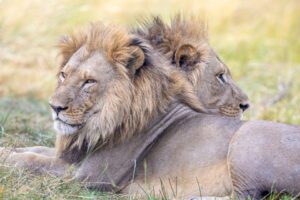 An image of two lion heads
